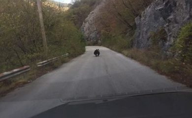 Мечка изскочи пред колата на кандидатка за кмет на Чепеларе