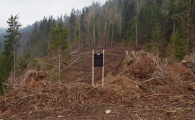 Презалесяват пострадали гори в района на Чепеларе