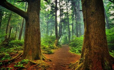 WWF наблюдава старите гори в България