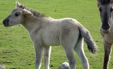 Родиха се първите диви коне за тази пролет в Източните Родопи