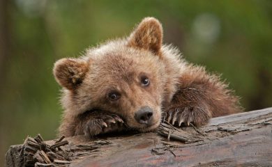 Експерти обсъдиха мерки за опазване на защитения вид кафява мечка