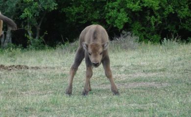 Още едно бизонче се роди на свобода в Родопите