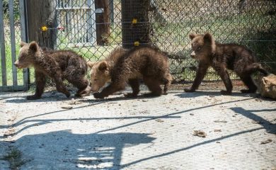 Трите мечета от Родопите вече се намират в център за реадаптация на кафяви мечки в Гърция