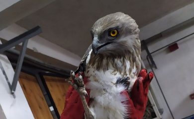 Еколози оказаха помощ на орел със счупено крило