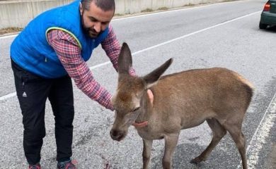 Природолюбители оказаха помощ на блъсната кошута в Родопите