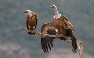 Проект за опазване на лешоядите в Родопите е номиниран за Европейската награда LIFE