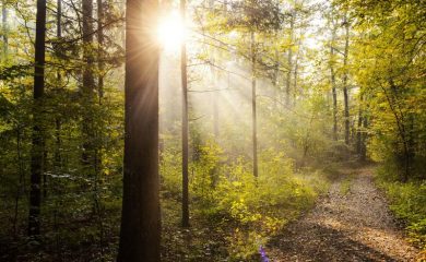 WWF завърши първата фаза от мониторинга на старите гори, обявени за опазване