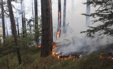 Горски пожар край Забърдо вдигна на крак огнеборци