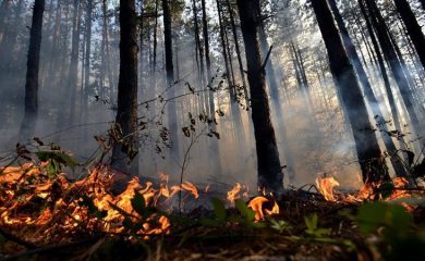Мълния предизвика горски пожар край родопско село