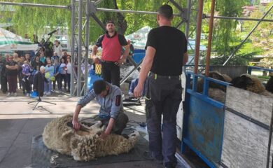 Животновъди в Чепеларе показаха различни техники за стригане на овце